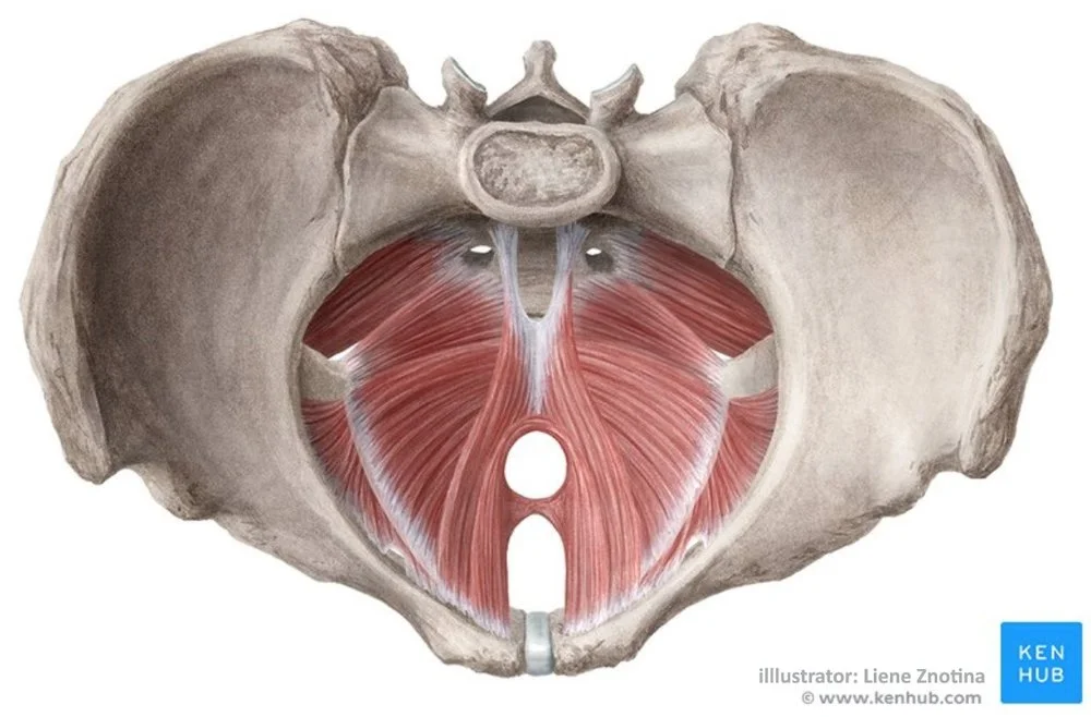 Pelvic Floor Strength Training